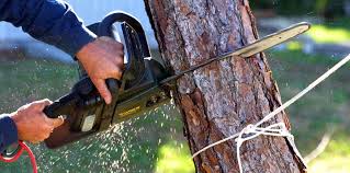 Best Tree Removal Services  in Lake Sconsin, WI